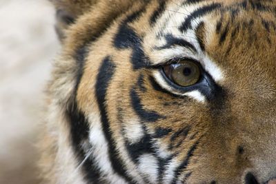 Close-up of tiger eye