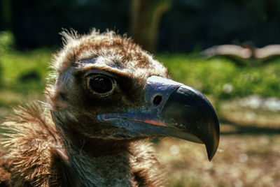 Close-up of a bird