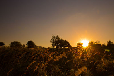 View of trees on landscape at sunset