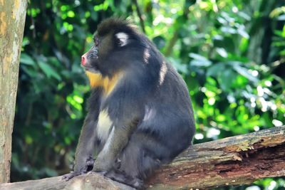 Monkey sitting on a tree