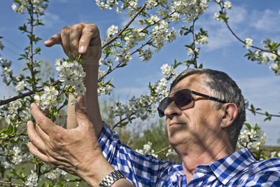 Farmer in his orchard control the quality of flowering fruit trees.