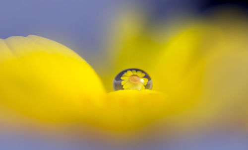 Close-up of yellow flowering plant