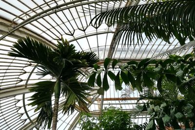 Low angle view of palm tree leaves in greenhouse