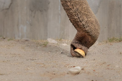 Close-up elephant trunk picking fruit