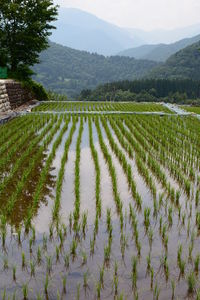 Scenic view of agricultural field against sky