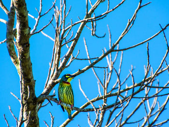 Low angle view of bird perching on tree against sky