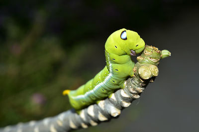 Oleander hawk moth caterpillar, daphnis nerii, feeding on a plant