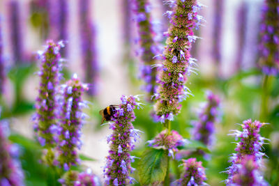 Close-up of bee pollinating on purple flower