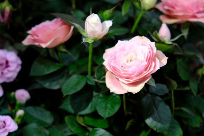 White pink roses