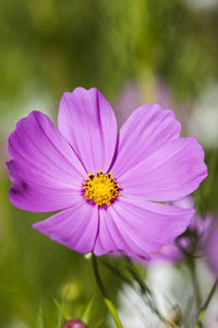 Close-up of pink cosmos flower blooming outdoors