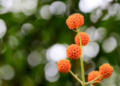 Close-up of red flowering plant