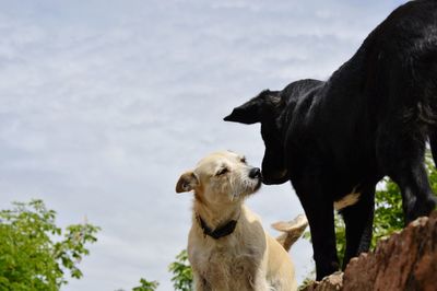 Dogs standing against the sky