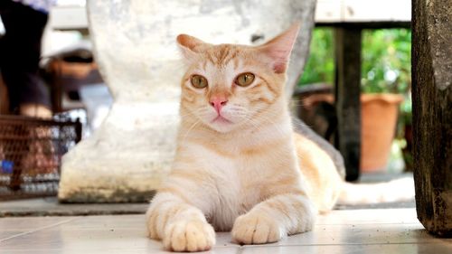 Portrait of cat sitting on table