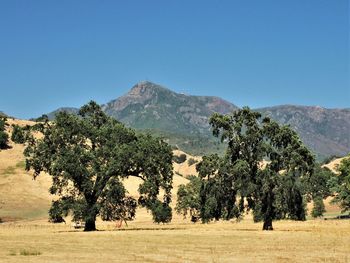 Trees on field against clear blue sky