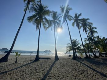 Palm trees on beach against sky