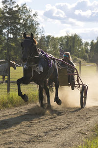 Horse standing on field