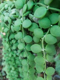 Full frame shot of fresh green plant