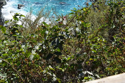 High angle view of plants by lake