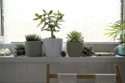 Potted plants on table at home