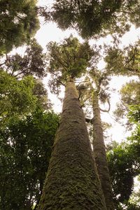 Low angle view of trees in forest