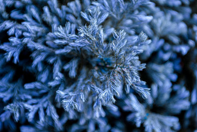 Close-up of flowers in park