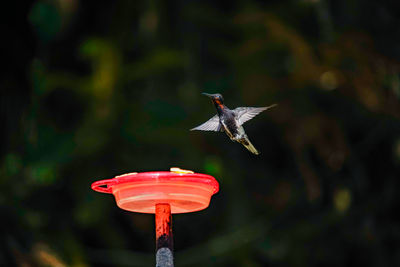 Close-up of bird flying