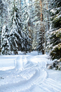 Trees on snow covered landscape