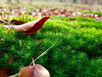 Close-up of leaf on field