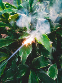 Full frame shot of plants