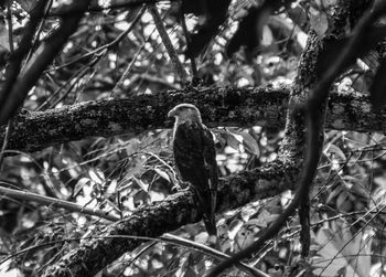 Low angle view of owl perching on tree