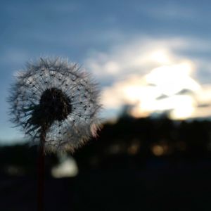 Close-up of dandelion against sky