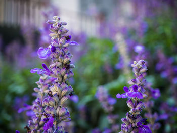 Close-up of purple flowering plants