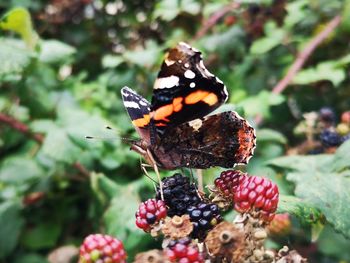 Close-up of butterfly on fruit