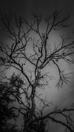 Low angle view of bare trees against sky