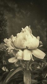 Close-up of white flowers