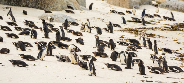 High angle view of birds on beach