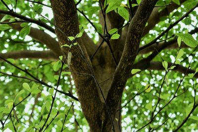 Low angle view of bird on tree