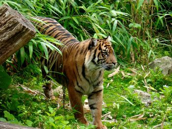 Tiger on tree