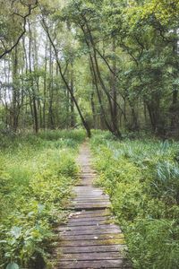 Scenic view of forest