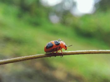 Close-up of wet bug on twig