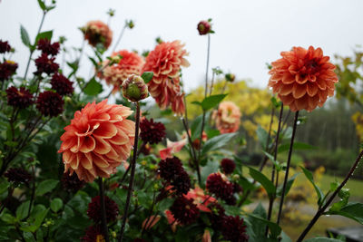 Close-up of flowering plants on field