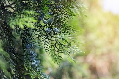 Close-up of pine tree branch