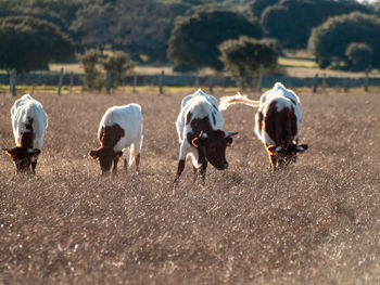 Rear view of cows walking on field