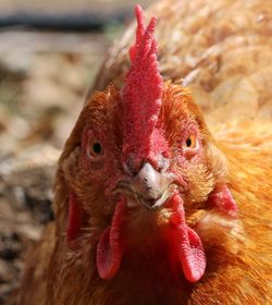 Close-up of a hen