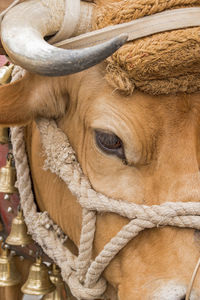 A cow head with horn.