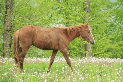 Side view of a horse on field