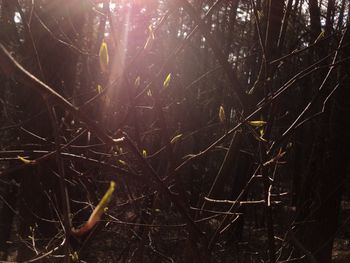 Close-up of sunlight streaming through trees in forest