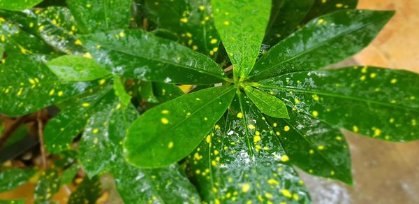 Close-up of wet plant leaves