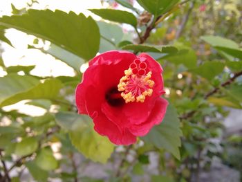 Close-up of pink flowers