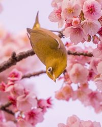 Close-up of cherry blossoms